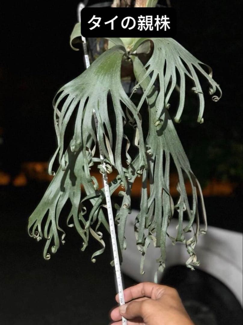 P.solar eclipse OC子株