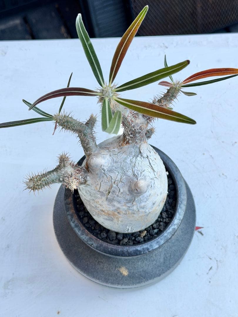 パキポディウム　グラキリス　現地球　良型　変態株　カクタスグリーン購入