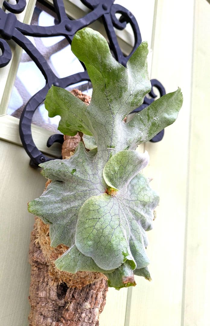 ビカクシダ☆P.superbum dwarf☆スパーバムドワーフ☆コルク仕立て