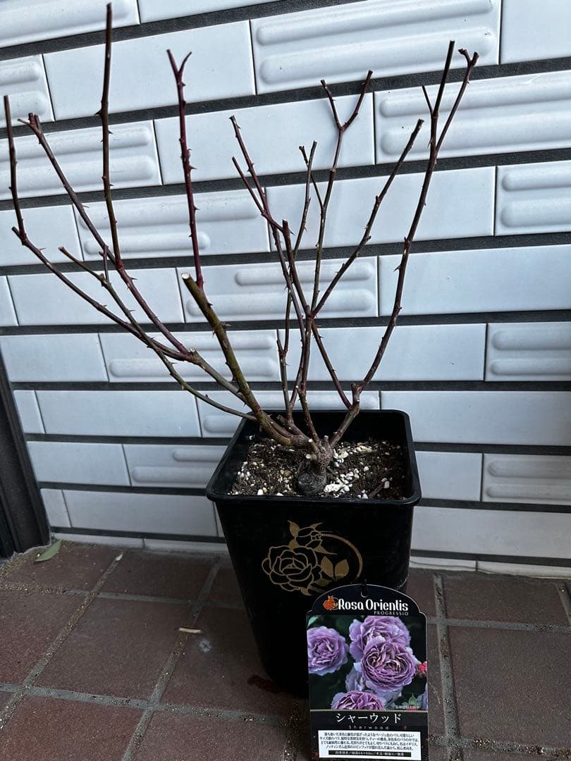 シャーウッド　バラ苗　くすみカラー　6号鉢　強健