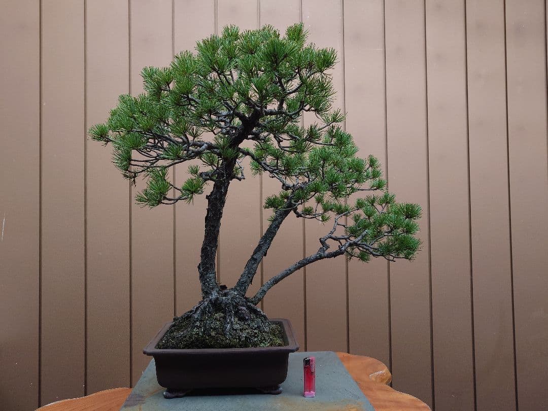 盆栽　盆栽　五葉松　樹高62cm