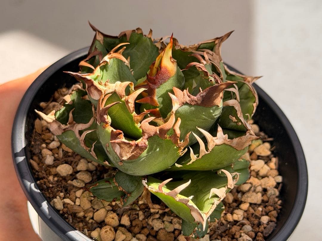 【更新】皇冠　アガベ　子株4個付き親株　発根済み