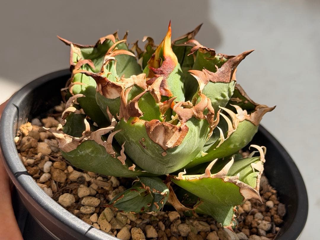 【更新】皇冠　アガベ　子株4個付き親株　発根済み