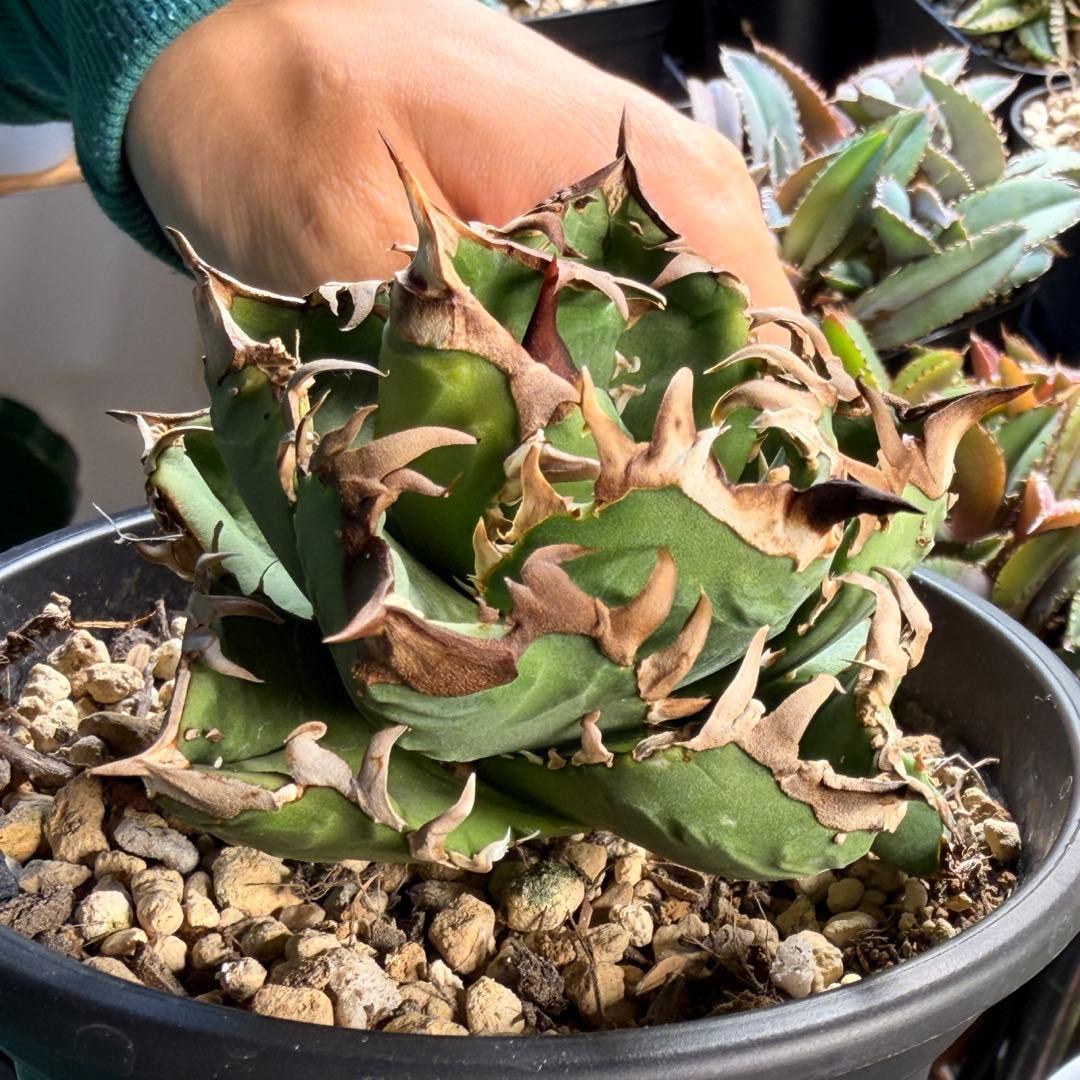 【更新】皇冠　アガベ　子株4個付き親株　発根済み