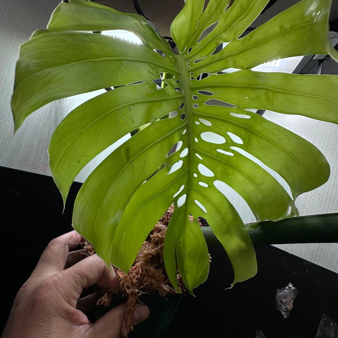 モンステラデリシオーサマクロコズム超希少系統鉢植え86㎝