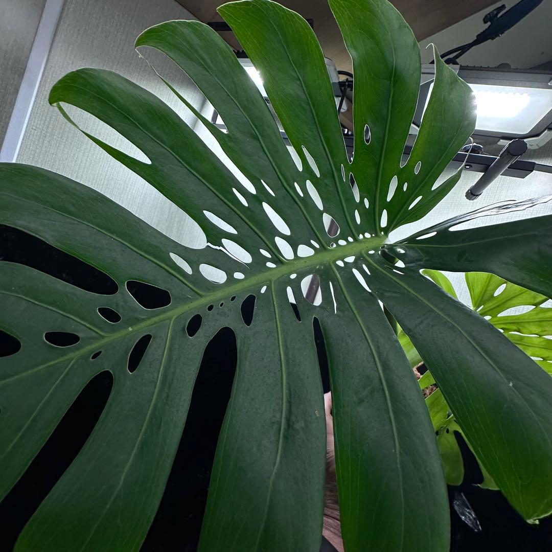 モンステラデリシオーサマクロコズム超希少系統鉢植え86㎝