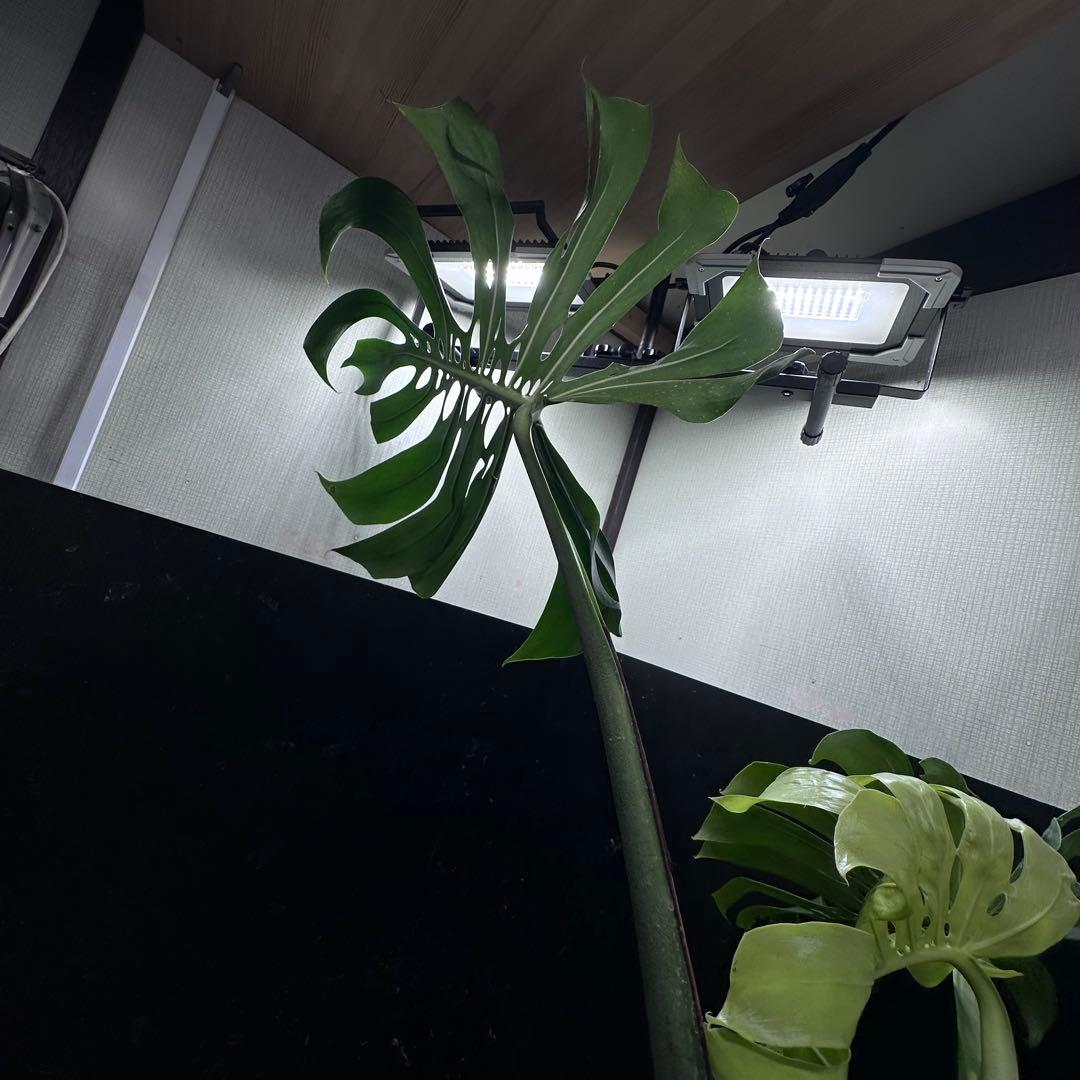 モンステラデリシオーサマクロコズム超希少系統鉢植え86㎝