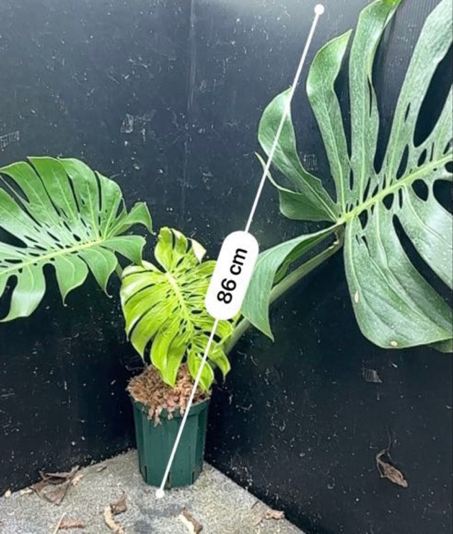モンステラデリシオーサマクロコズム超希少系統鉢植え86㎝