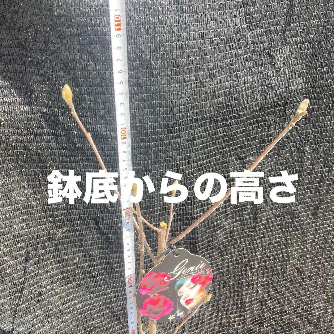 ②*:ஐ矮性で鉢栽培も可能‼︎魅力的な花色‼︎*:ஐモクレン・苗木【ジェニー】5号