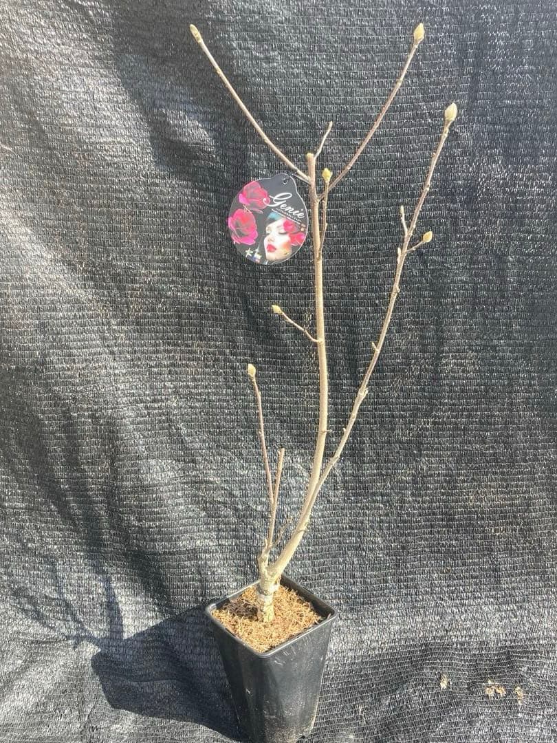 ②*:ஐ矮性で鉢栽培も可能‼︎魅力的な花色‼︎*:ஐモクレン・苗木【ジェニー】5号