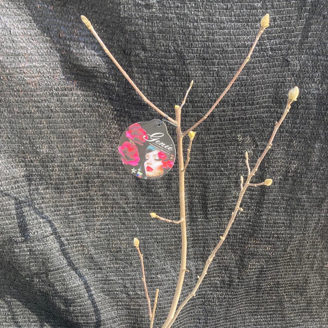 ②*:ஐ矮性で鉢栽培も可能‼︎魅力的な花色‼︎*:ஐモクレン・苗木【ジェニー】5号