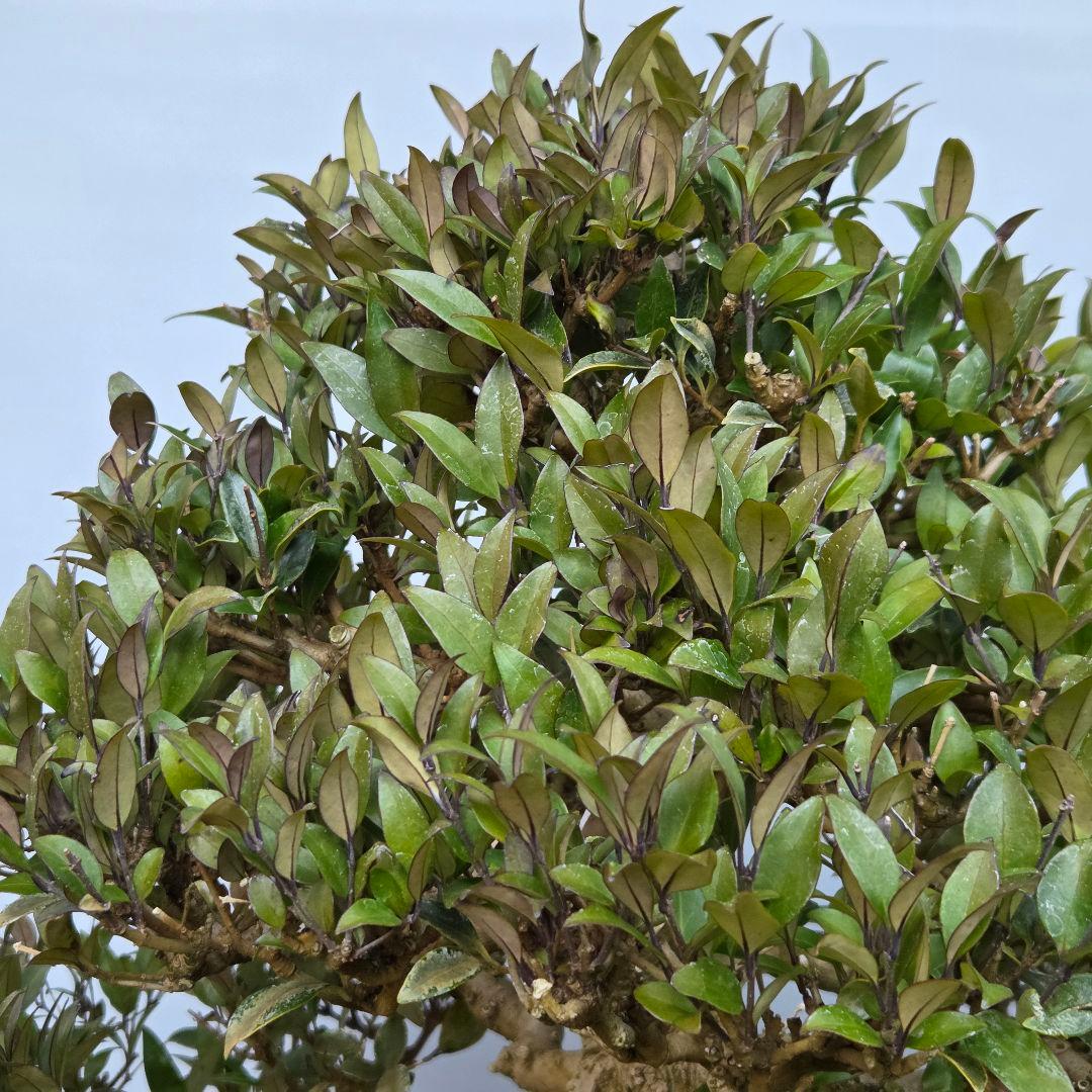 ネズミモチ　[模様木]　大品盆栽