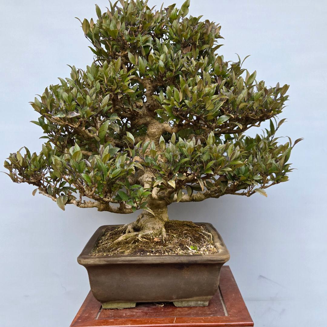 ネズミモチ　[模様木]　大品盆栽