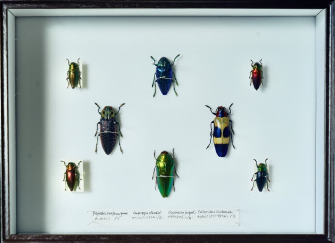 昆虫標本セット　ジュエル・ビートル（タマムシ）