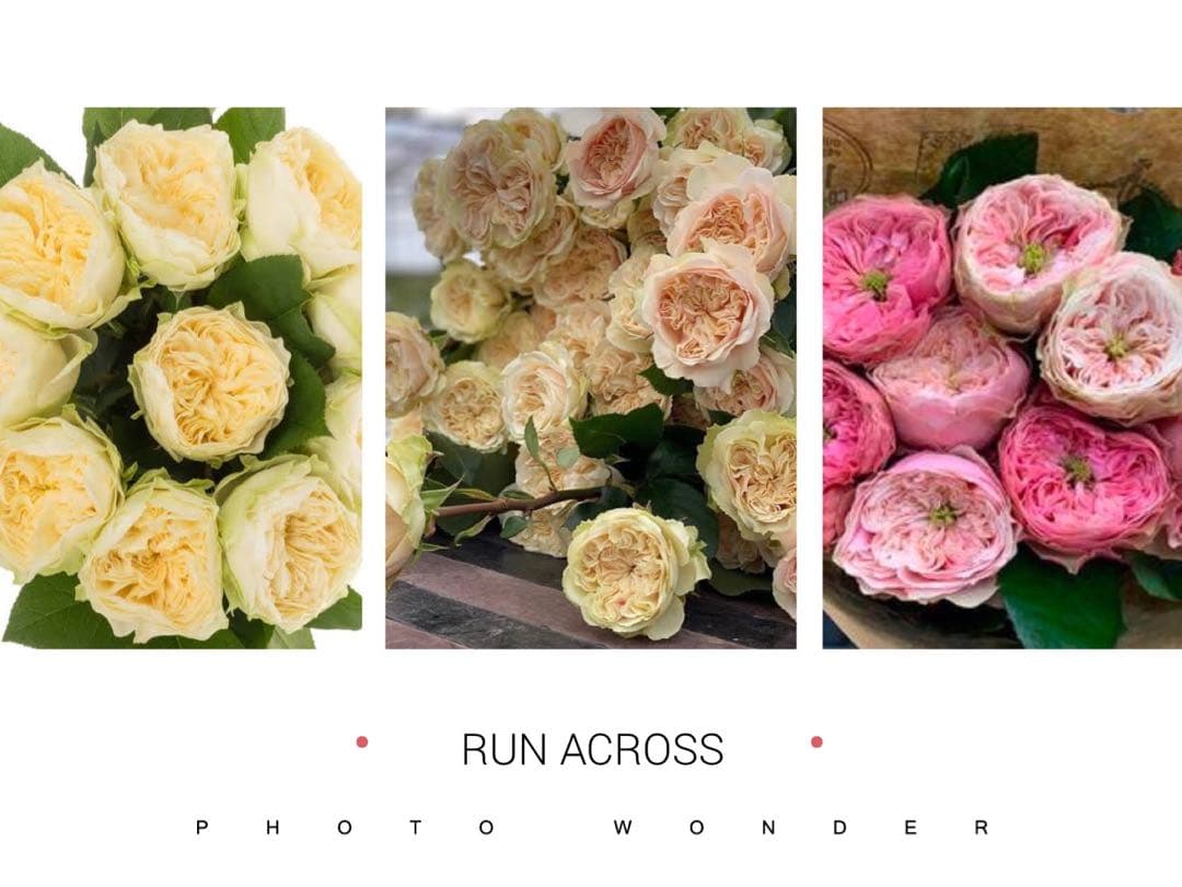 「メイʕ•ᴥ•ʔ」 切り花品種バラ苗　レアバラ　3点