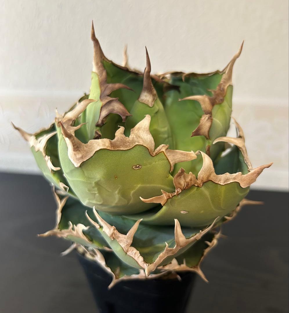 アガベ チタノタ 螃蟹 カニ