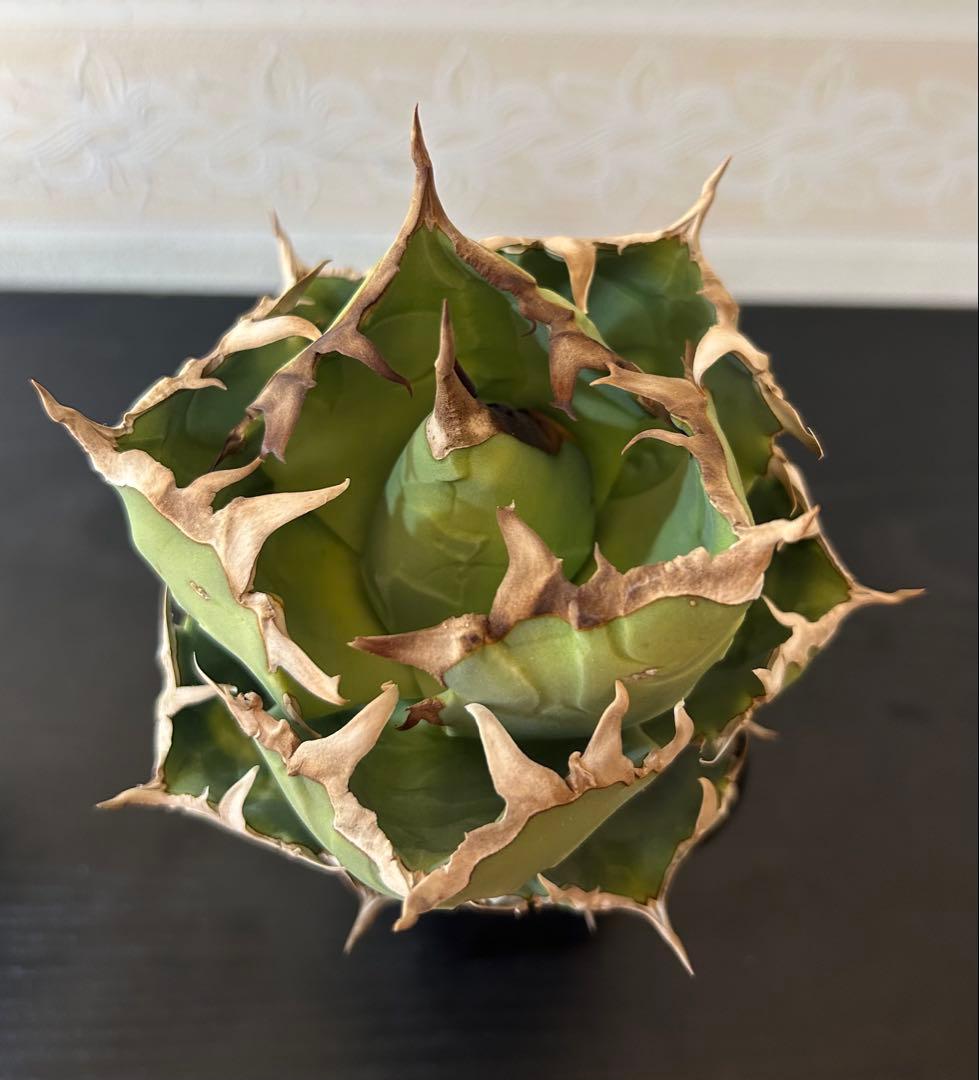 アガベ チタノタ 螃蟹 カニ