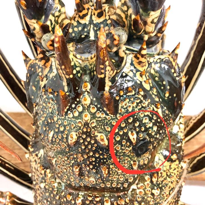 シマイセエビ　剥製　特大サイズ