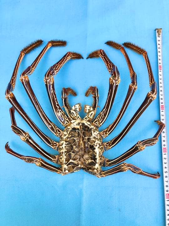 シマイセエビ　剥製　特大サイズ