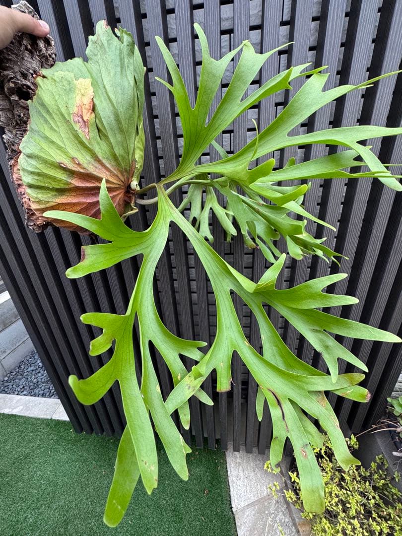 ビカクシダ　キッチャクード