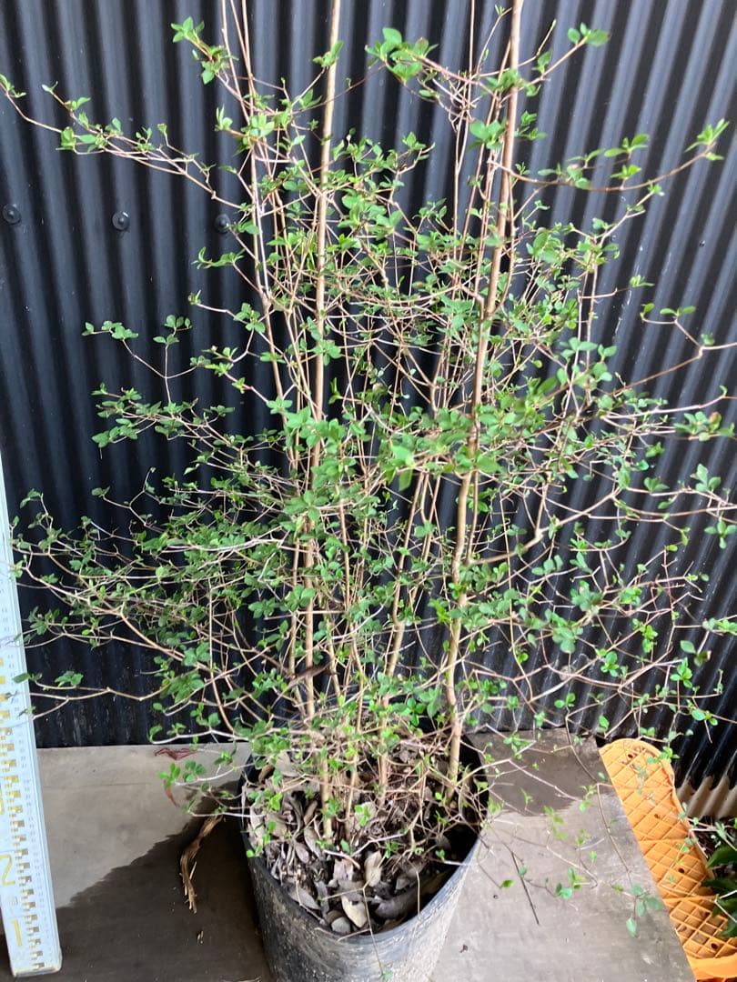 山採り　ドウダンツツジ　株立ち