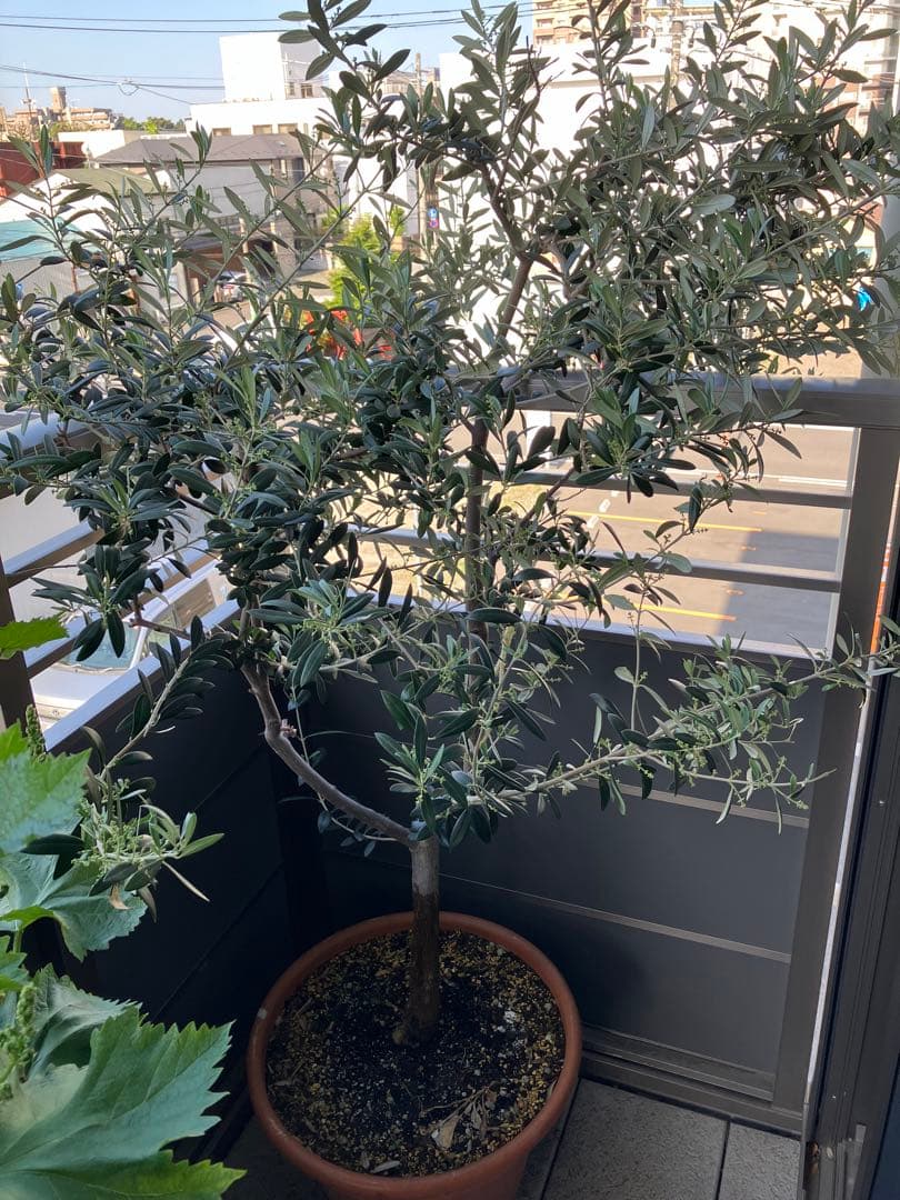 オリーブの大苗