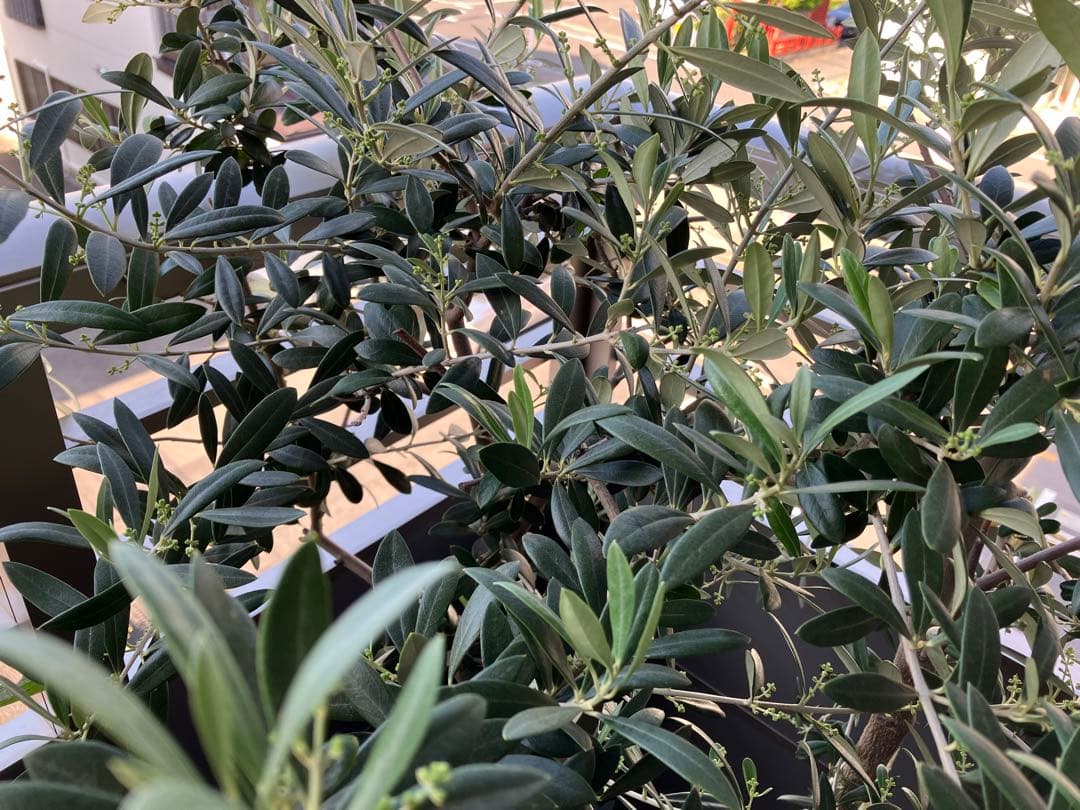 オリーブの大苗
