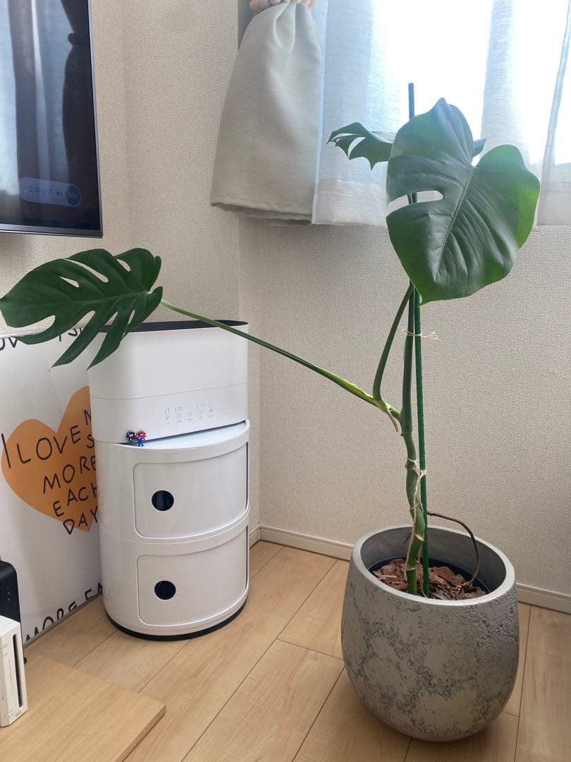 モンステラ 観葉植物 セメント鉢付き