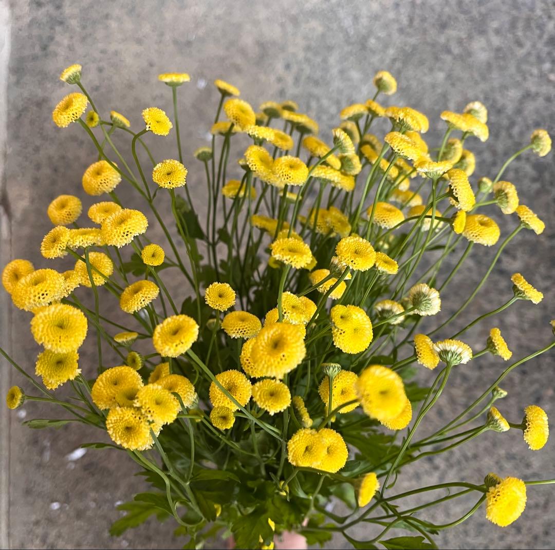 【専用　確認中】マトリカリア　生花　ネコポス