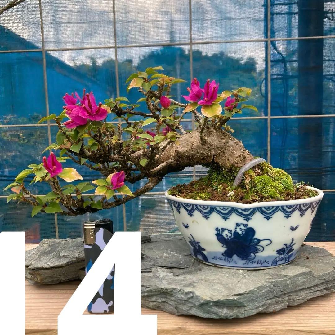 ブーゲンビリア 半懸崖