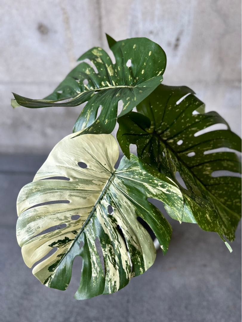 光触媒　人工観葉植物　ウォールグリーン　フェイクグリーン　斑入りモンステラki