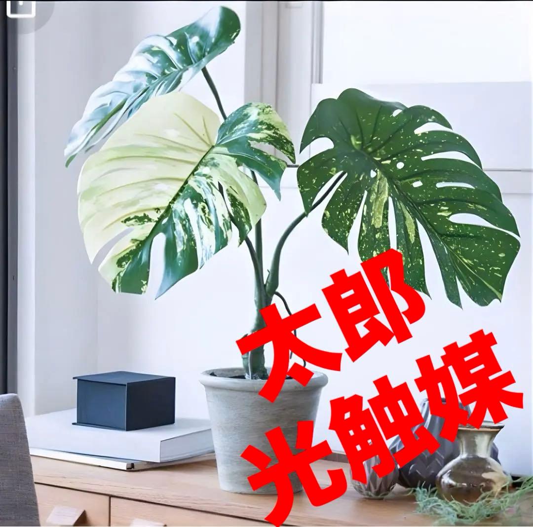 光触媒　人工観葉植物　ウォールグリーン　フェイクグリーン　斑入りモンステラki