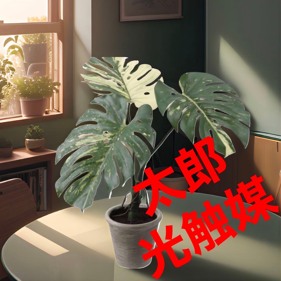 光触媒　人工観葉植物　ウォールグリーン　フェイクグリーン　斑入りモンステラki