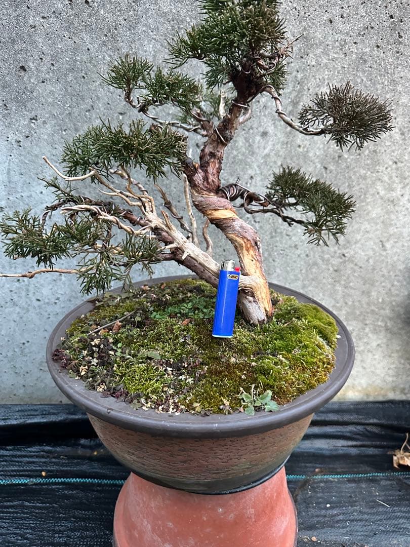 真柏 盆栽