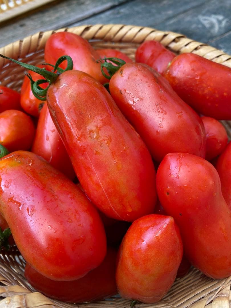 サンマルツァーノの種　固定種　大容量1000粒