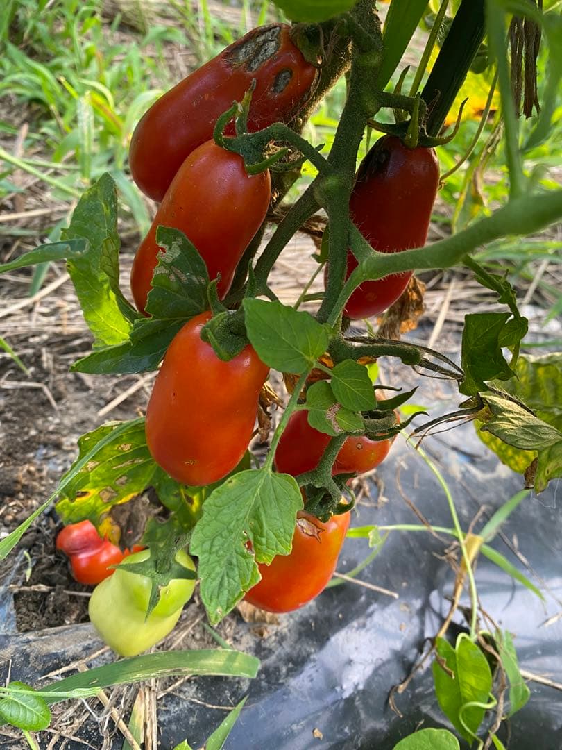 サンマルツァーノの種　固定種　大容量1000粒