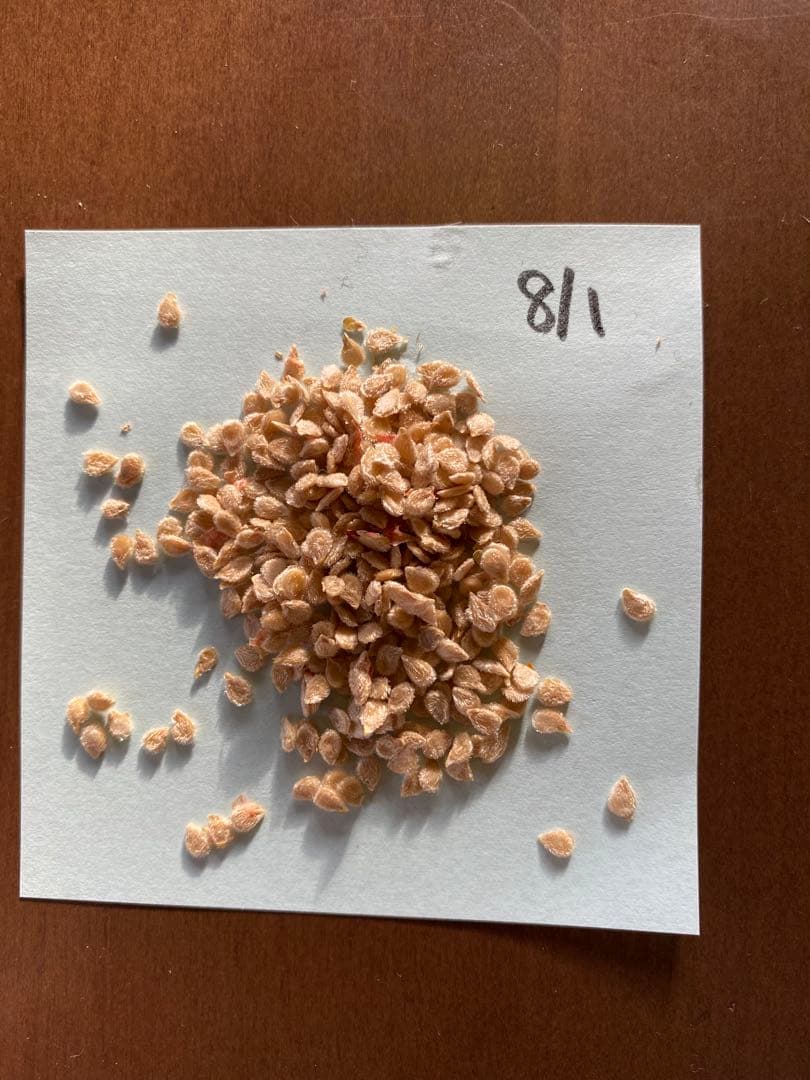 サンマルツァーノの種　固定種　大容量1000粒