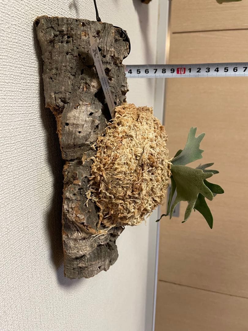ビカクシダ P.willinckii Goldenboy sporeling