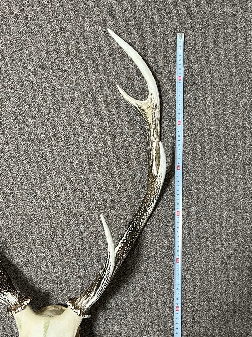 ニホンジカ 鹿の角 頭蓋骨 インテリア ハンティングトロフィー