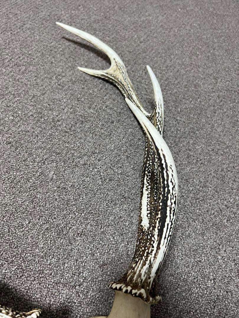 ニホンジカ 鹿の角 頭蓋骨 インテリア ハンティングトロフィー