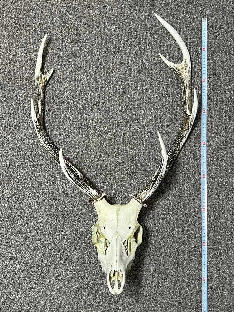 ニホンジカ 鹿の角 頭蓋骨 インテリア ハンティングトロフィー