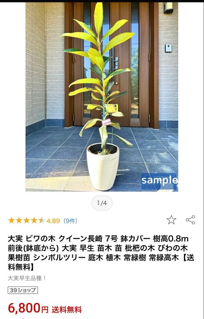 3本◼️枇杷の木 枇杷の葉 ビワ　びわの苗木 びわの木 果樹苗 ビワの木　びわの葉