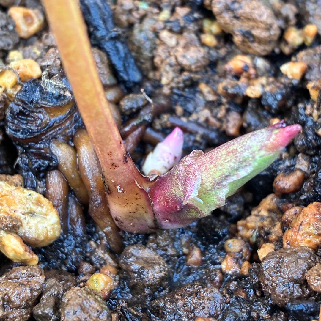 の*ん様 3319⭐️唯一無二⭐️超特殊⭐️白ブチ⭐️オーレア⭐️薄いフィルム的