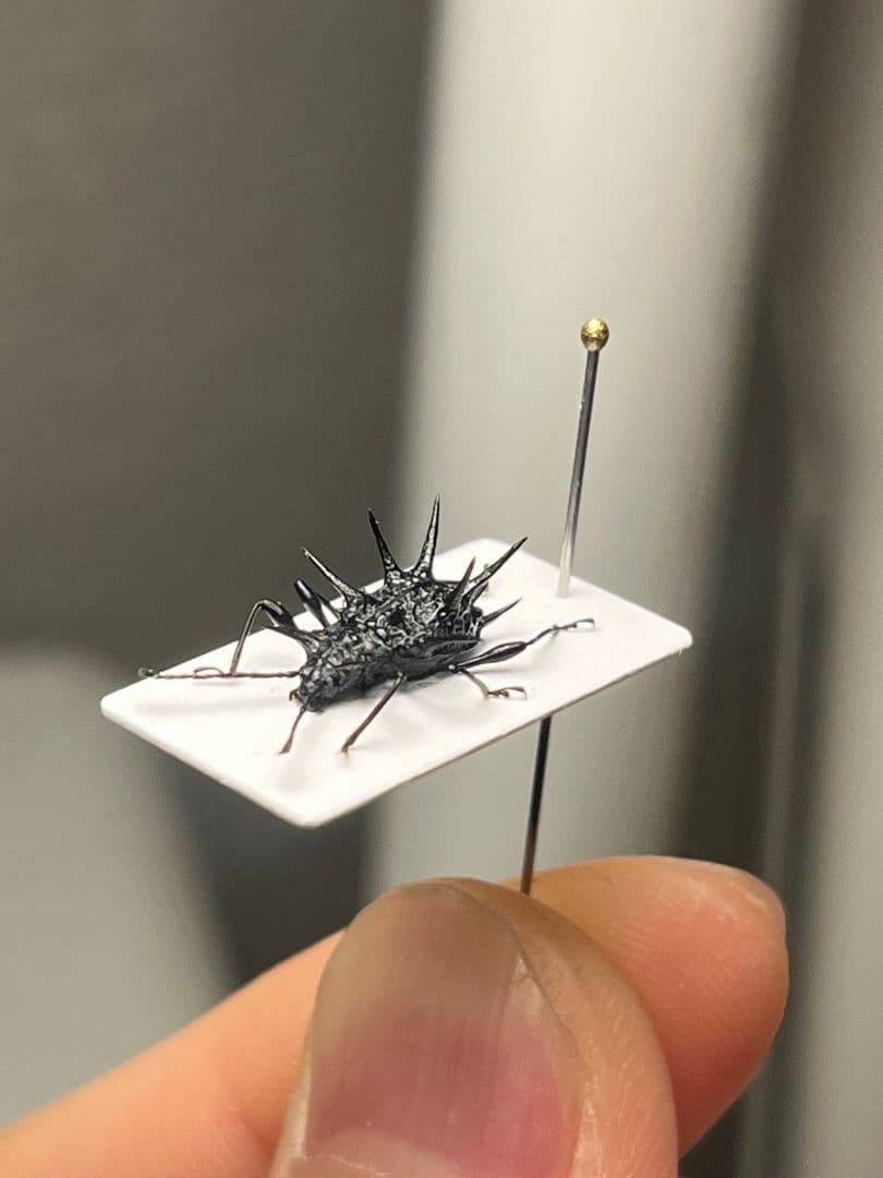 トゲトゲテントウムシダマシ 昆虫標本 Cacodaemonフトタマムシ