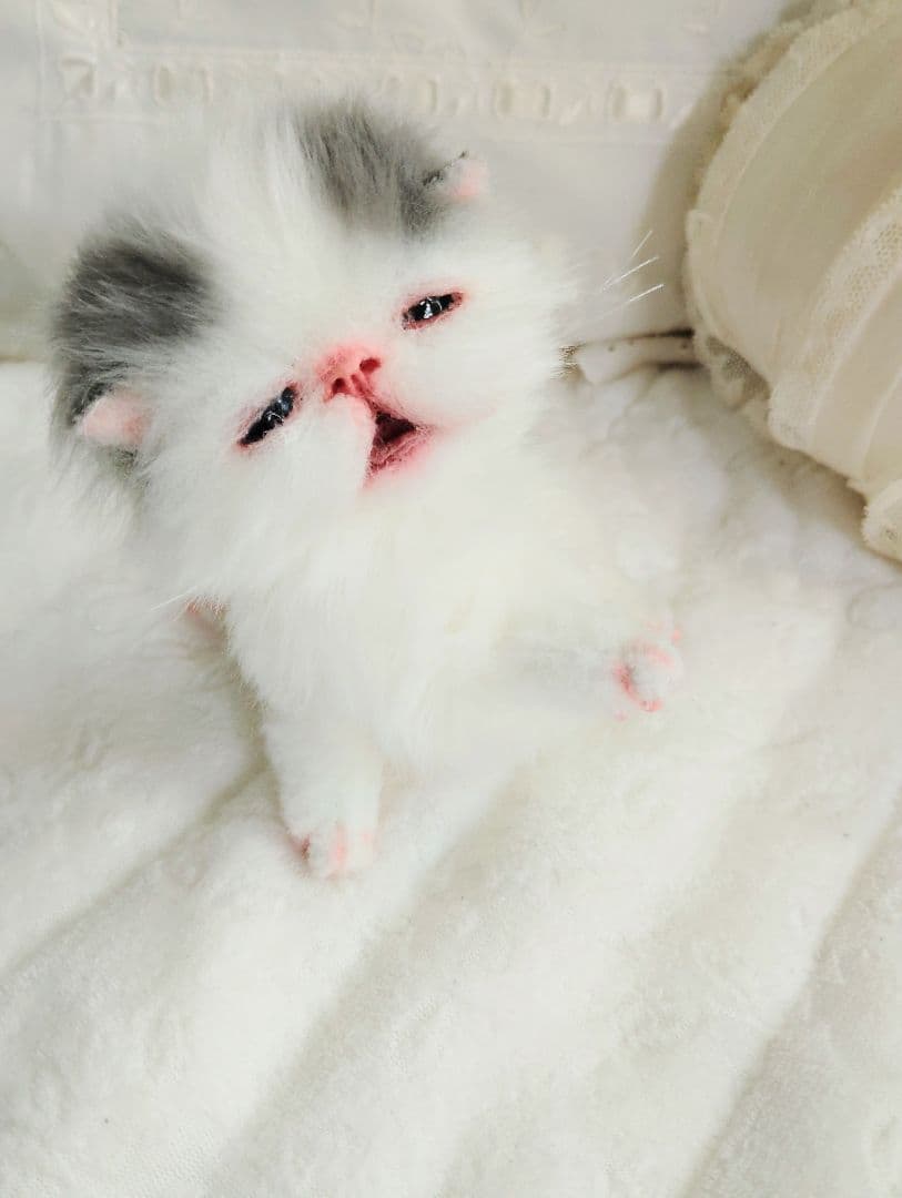 生後２週間♡おっとり♡子猫ちゃん♡アートドール♡ぬいぐるみ♡