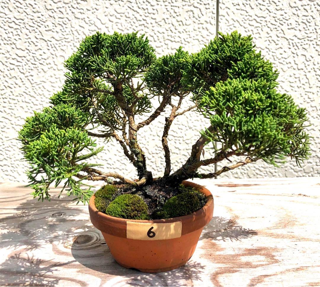 紀州真柏　盆栽　樹齢25年