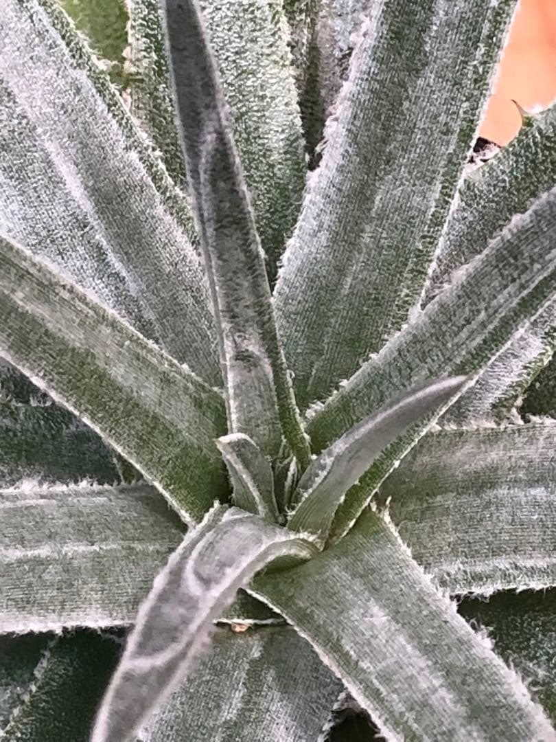 ヘクチア・グロメラータ②