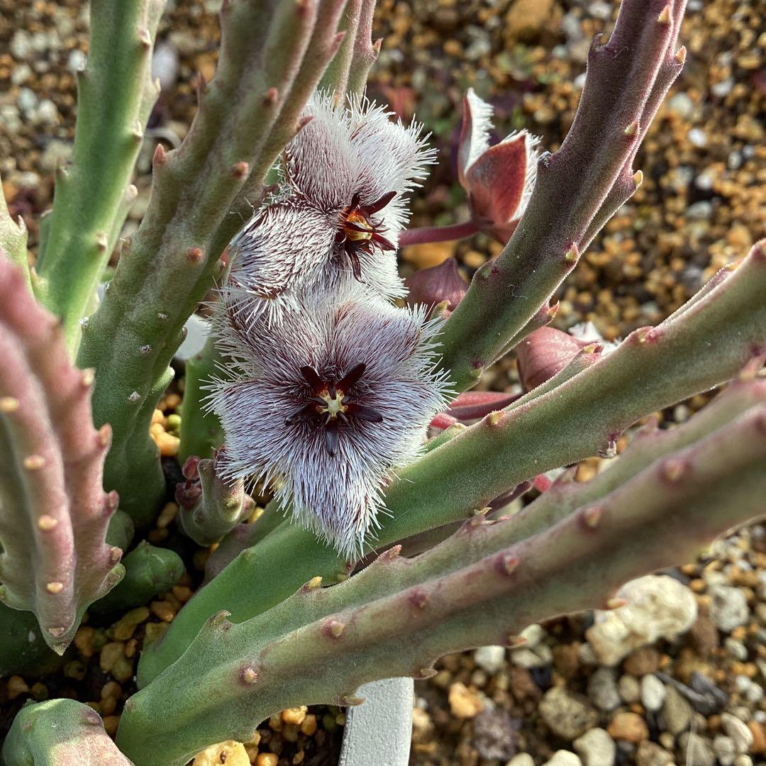 Stapelia paniculata ssp. paniculata 　激レア