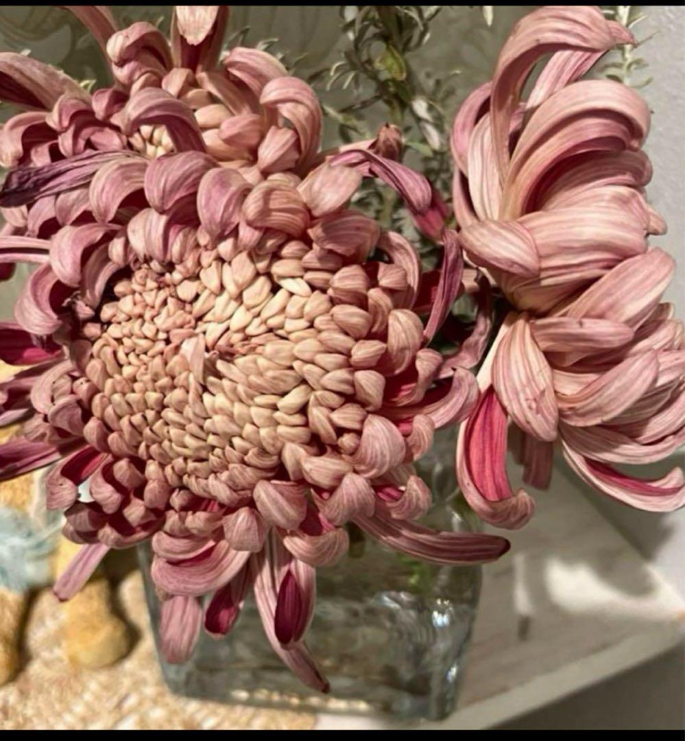 レア　無農薬　大輪マム（アンティークな雰囲気　切り花　花束