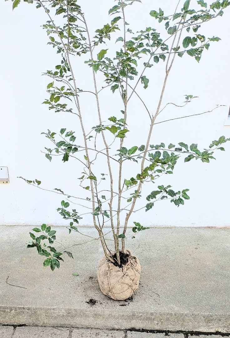 希少雄株。山採りソヨゴ。